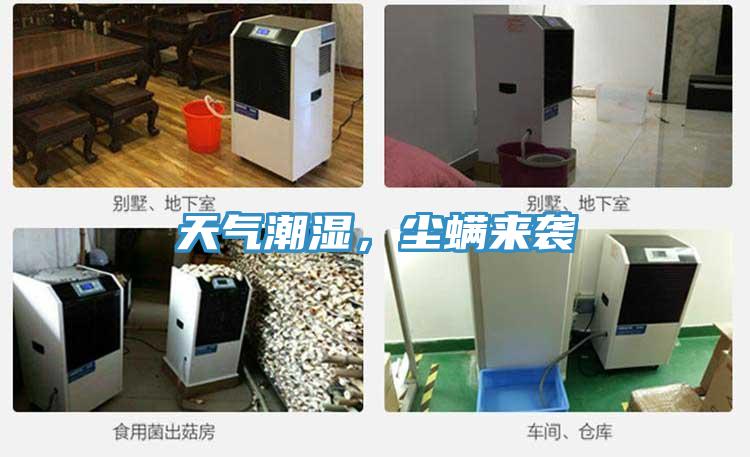 天气潮湿，尘螨来袭