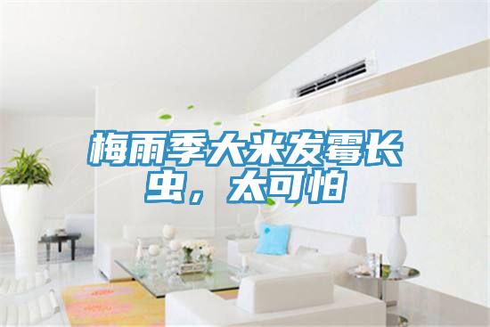 梅雨季大米发霉长虫，太可怕