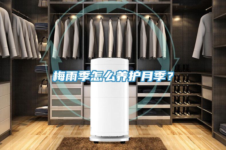 梅雨季怎么养护月季？