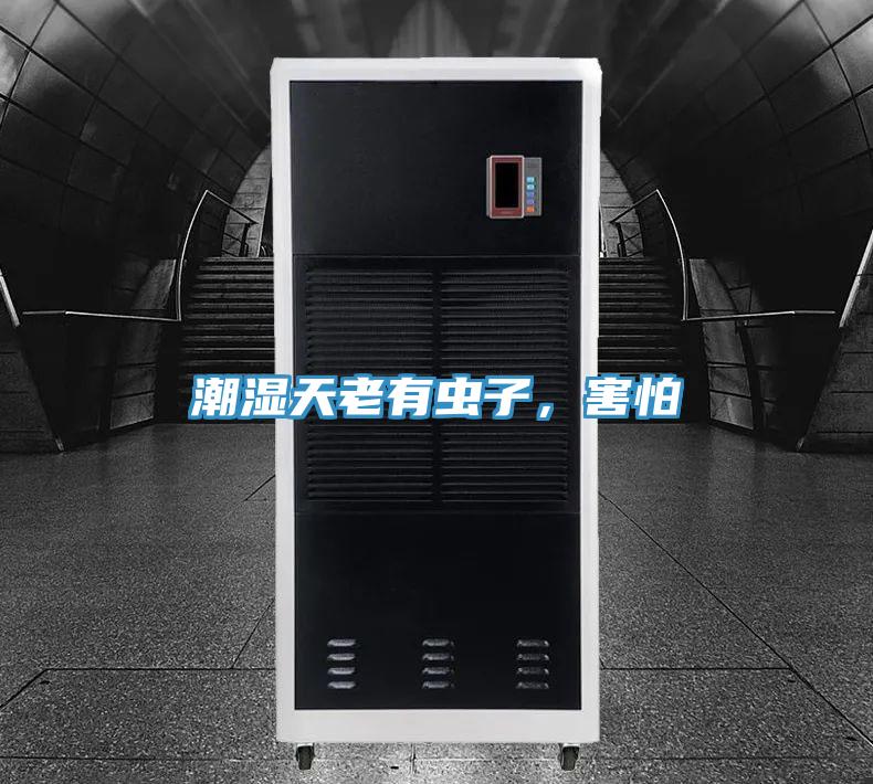 潮湿天老有虫子，害怕