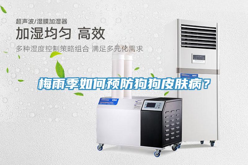 梅雨季如何预防狗狗皮肤病？