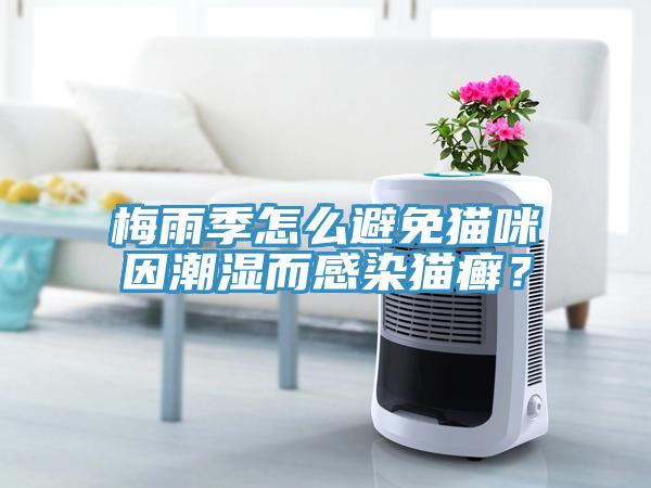 梅雨季怎么避免猫咪因潮湿而感染猫癣？