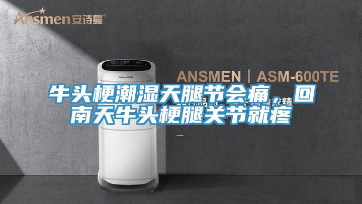 牛头梗潮湿天腿节会痛，回南天牛头梗腿关节就疼