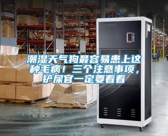 潮湿天气狗最容易患上这种毛病！三个注意事项，铲屎官一定要看看