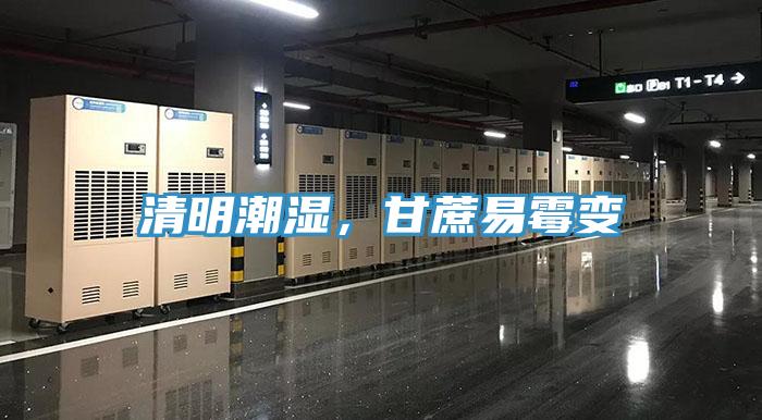 清明潮湿，甘蔗易霉变