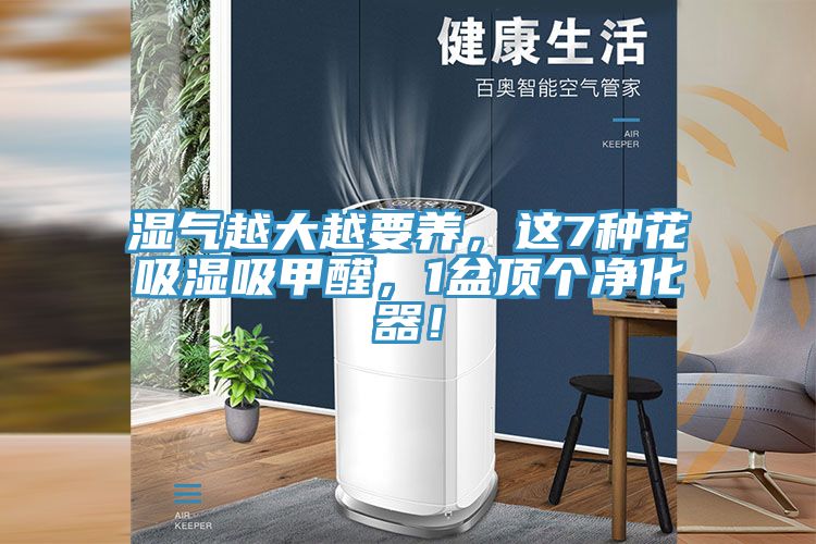 湿气越大越要养，这7种花吸湿吸甲醛，1盆顶个净化器！