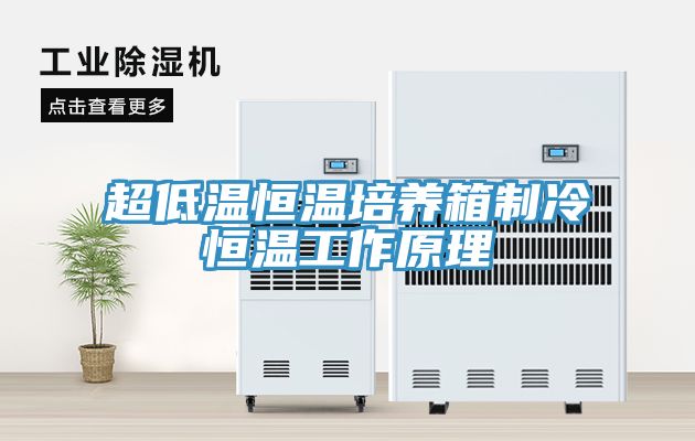 超低温恒温培养箱制冷恒温工作原理