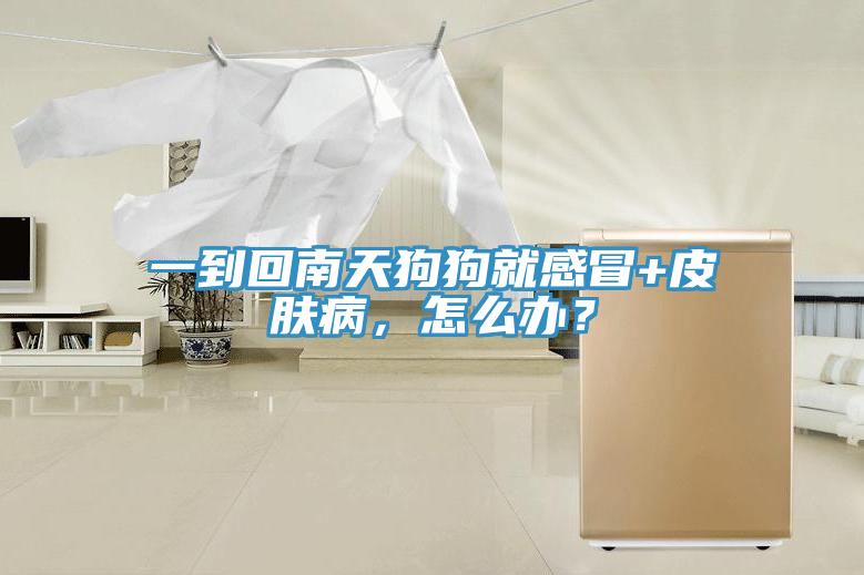 一到回南天狗狗就感冒+皮肤病，怎么办？