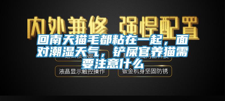 回南天猫毛都粘在一起，面对潮湿天气，铲屎官养猫需要注意什么